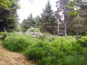 Foot_bridge_at_the_beach